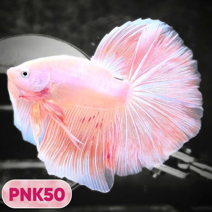 Pink Halfmoon Male Betta Fish | You Pick Fish | Order Directly From Farm