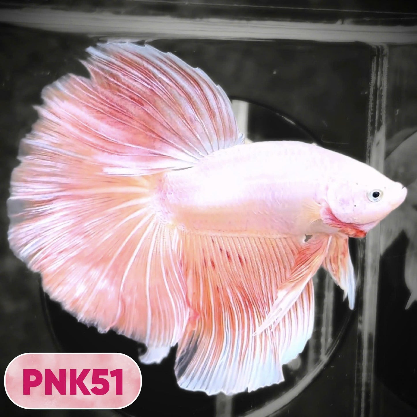 Pink Halfmoon Male Betta Fish | You Pick Fish | Order Directly From Farm
