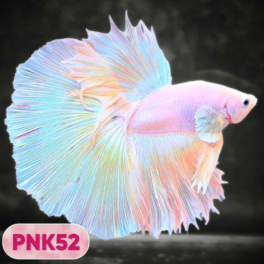 Pink Halfmoon Male Betta Fish | You Pick Fish | Order Directly From Farm