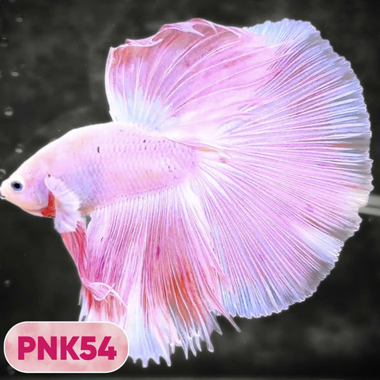 Pink Halfmoon Male Betta Fish | You Pick Fish | Order Directly From Farm