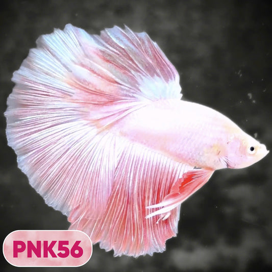 Pink Halfmoon Male Betta Fish | You Pick Fish | Order Directly From Farm