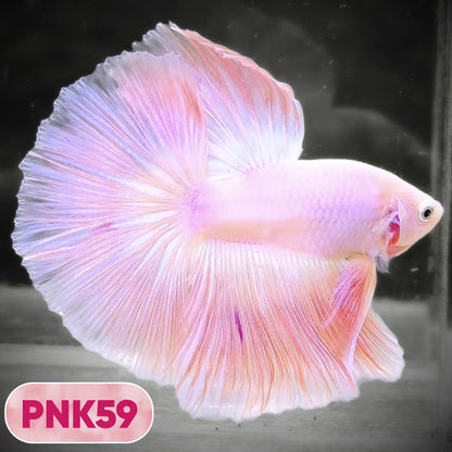 Pink Halfmoon Male Betta Fish | You Pick Fish | Order Directly From Farm
