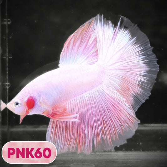 Pink Halfmoon Male Betta Fish | You Pick Fish | Order Directly From Farm
