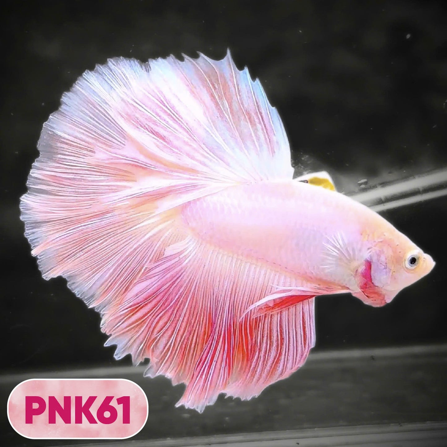 Pink Halfmoon Male Betta Fish | You Pick Fish | Order Directly From Farm