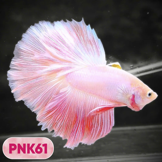 Pink Halfmoon Male Betta Fish | You Pick Fish | Order Directly From Farm