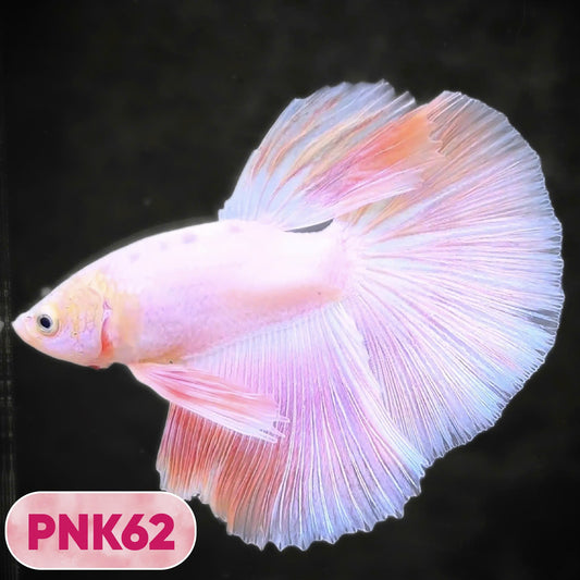 Pink Halfmoon Male Betta Fish | You Pick Fish | Order Directly From Farm