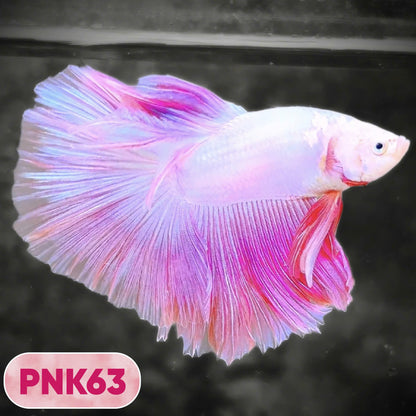 Pink Halfmoon Male Betta Fish | You Pick Fish | Order Directly From Farm