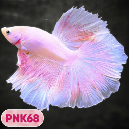 Pink Halfmoon Male Betta Fish | You Pick Fish | Order Directly From Farm