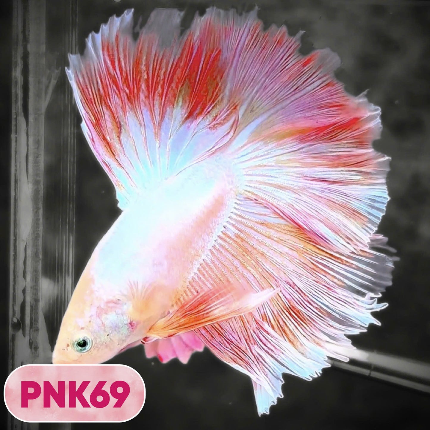 Pink Halfmoon Male Betta Fish | You Pick Fish | Order Directly From Farm