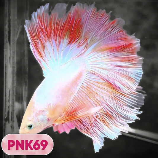 Pink Halfmoon Male Betta Fish | You Pick Fish | Order Directly From Farm