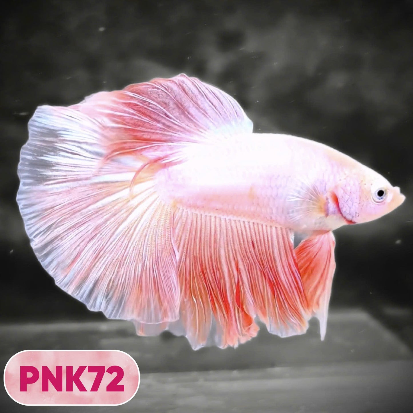 Pink Halfmoon Male Betta Fish | You Pick Fish | Order Directly From Farm