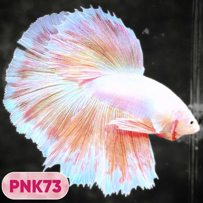 Pink Halfmoon Male Betta Fish | You Pick Fish | Order Directly From Farm