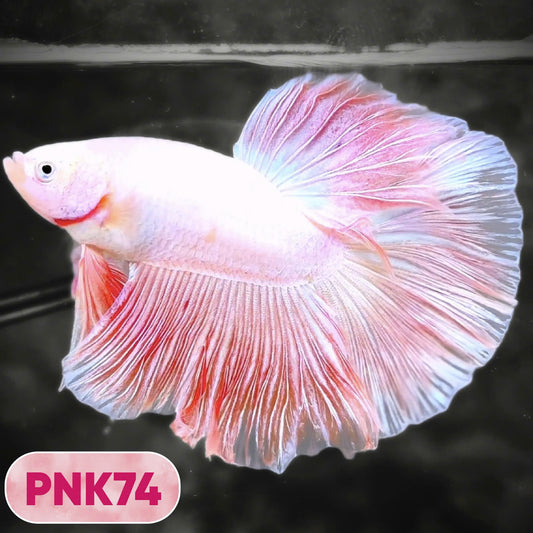 Pink Halfmoon Male Betta Fish | You Pick Fish | Order Directly From Farm