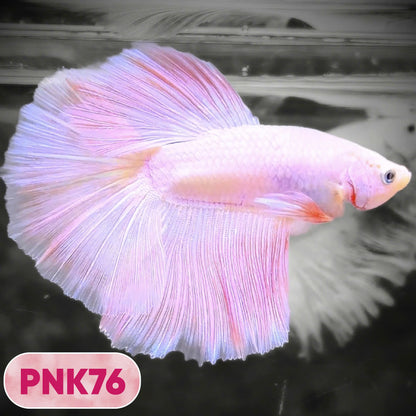 Pink Halfmoon Male Betta Fish | You Pick Fish | Order Directly From Farm