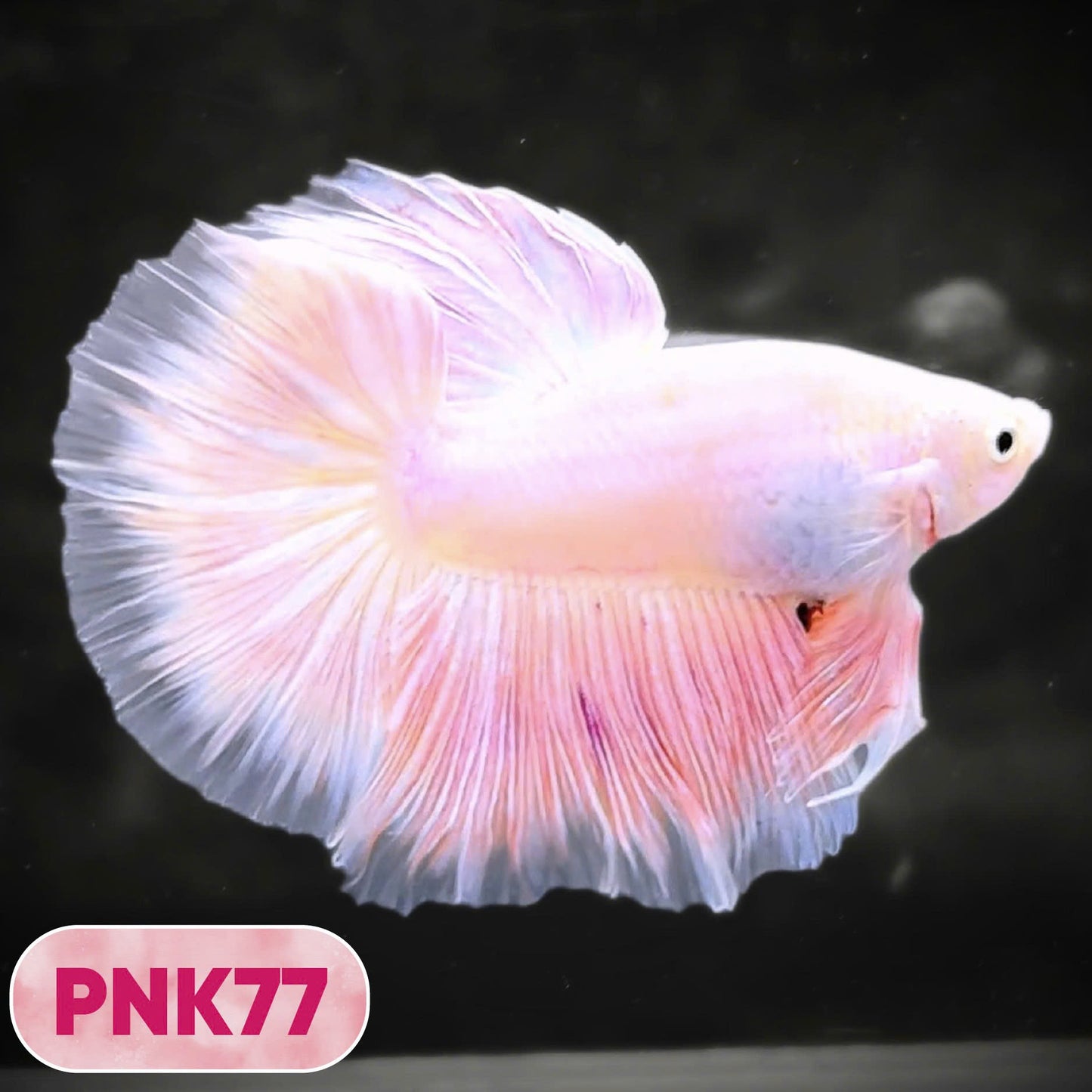 Pink Halfmoon Male Betta Fish | You Pick Fish | Order Directly From Farm