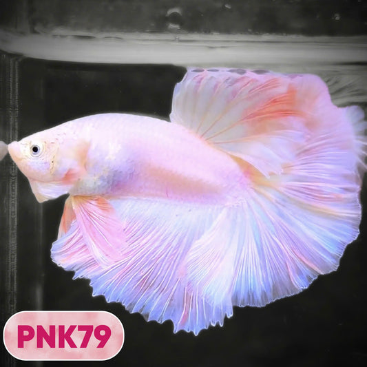 Pink Halfmoon Male Betta Fish | You Pick Fish | Order Directly From Farm