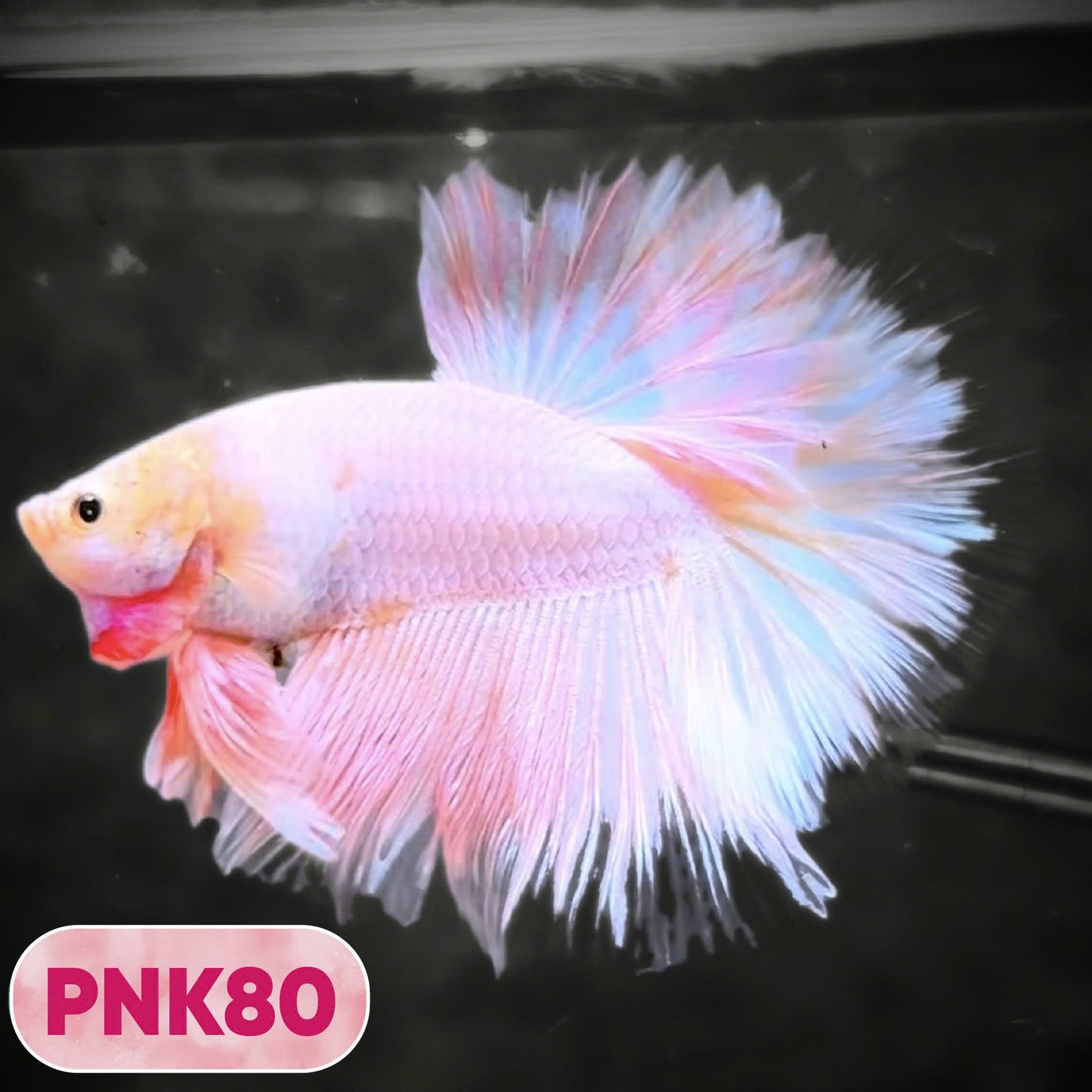 Pink Halfmoon Male Betta Fish | You Pick Fish | Order Directly From Farm