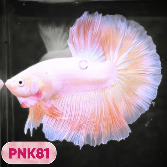 Pink Halfmoon Male Betta Fish | You Pick Fish | Order Directly From Farm