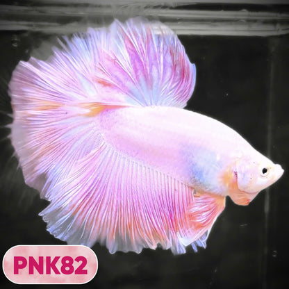 Pink Halfmoon Male Betta Fish | You Pick Fish | Order Directly From Farm