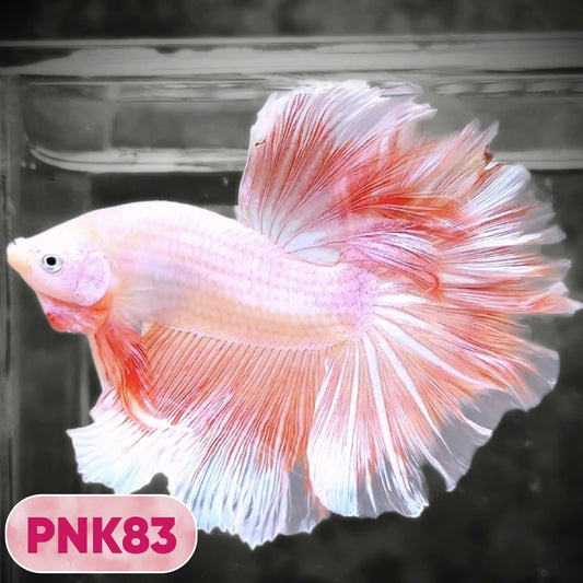 Pink Halfmoon Male Betta Fish | You Pick Fish | Order Directly From Farm