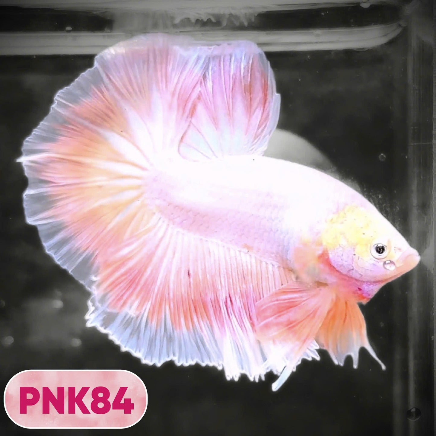 Pink Halfmoon Male Betta Fish | You Pick Fish | Order Directly From Farm