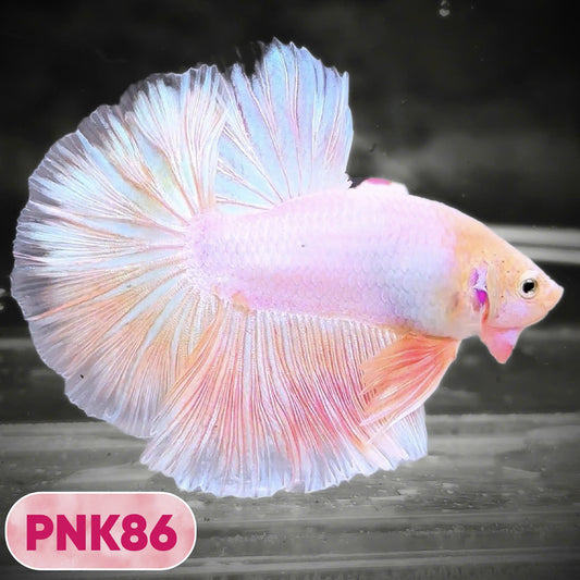 Pink Halfmoon Male Betta Fish | You Pick Fish | Order Directly From Farm
