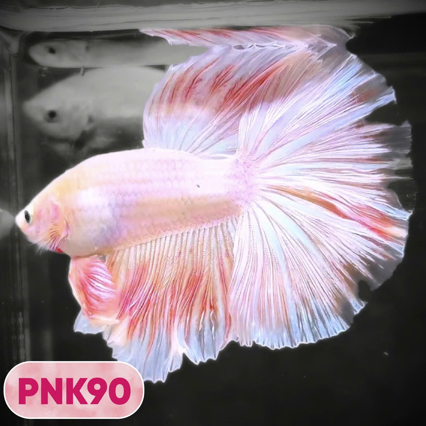 Pink Halfmoon Male Betta Fish | You Pick Fish | Order Directly From Farm