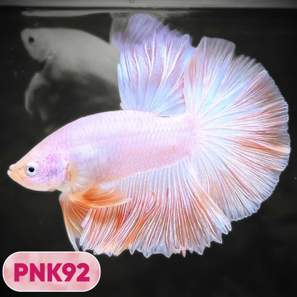 Pink Halfmoon Male Betta Fish | You Pick Fish | Order Directly From Farm