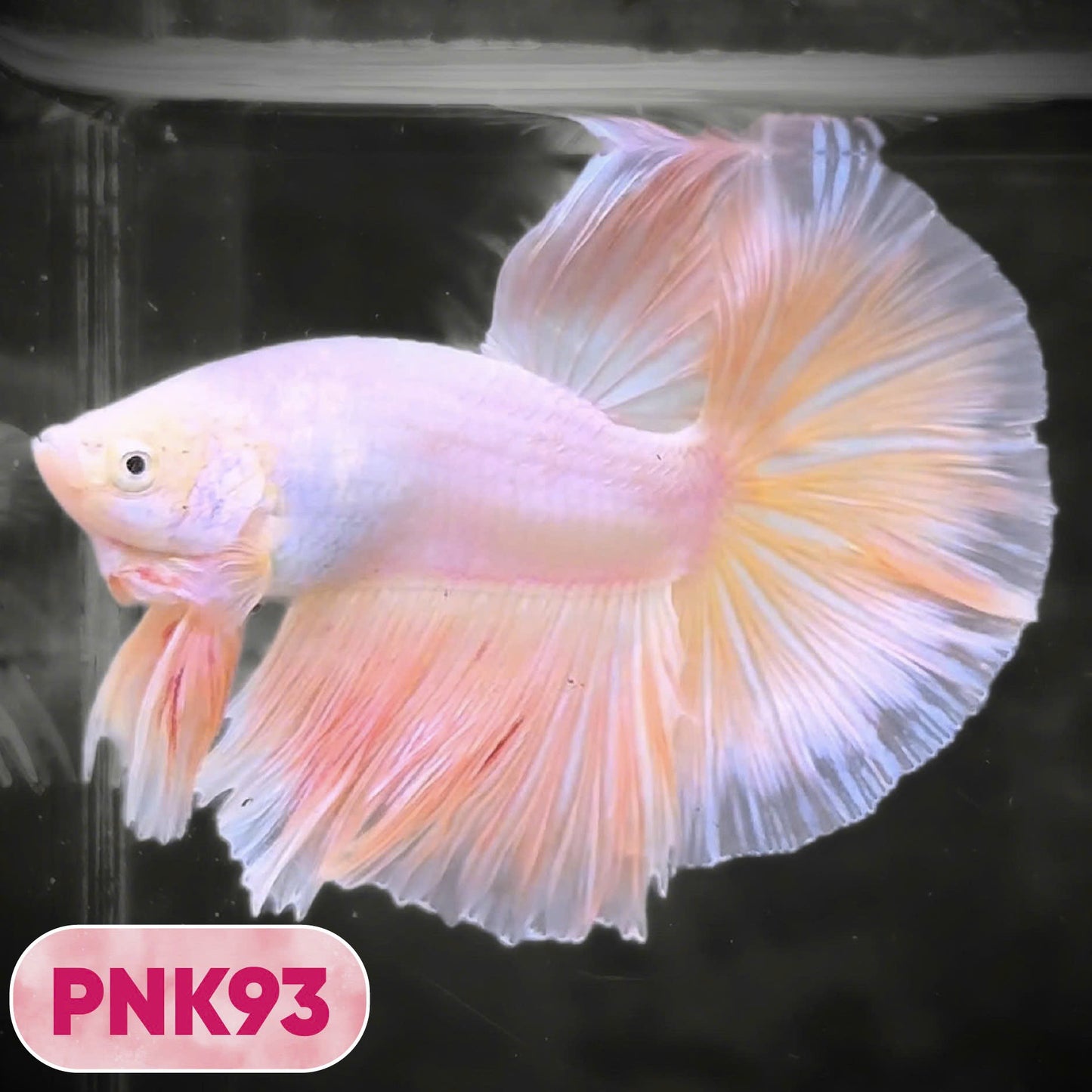 Pink Halfmoon Male Betta Fish | You Pick Fish | Order Directly From Farm