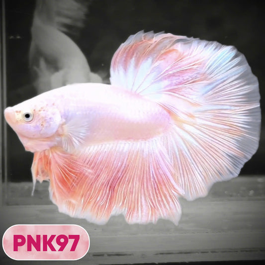 Pink Halfmoon Male Betta Fish | You Pick Fish | Order Directly From Farm