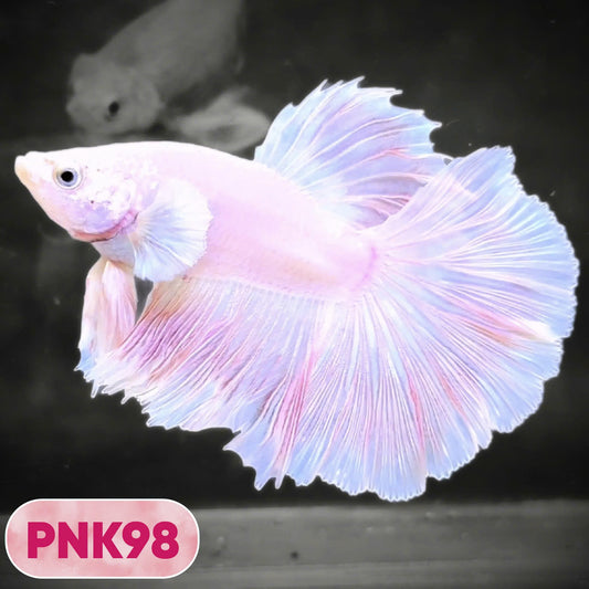 Pink Halfmoon Male Betta Fish | You Pick Fish | Order Directly From Farm