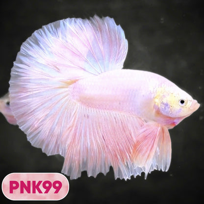 Pink Halfmoon Male Betta Fish | You Pick Fish | Order Directly From Farm