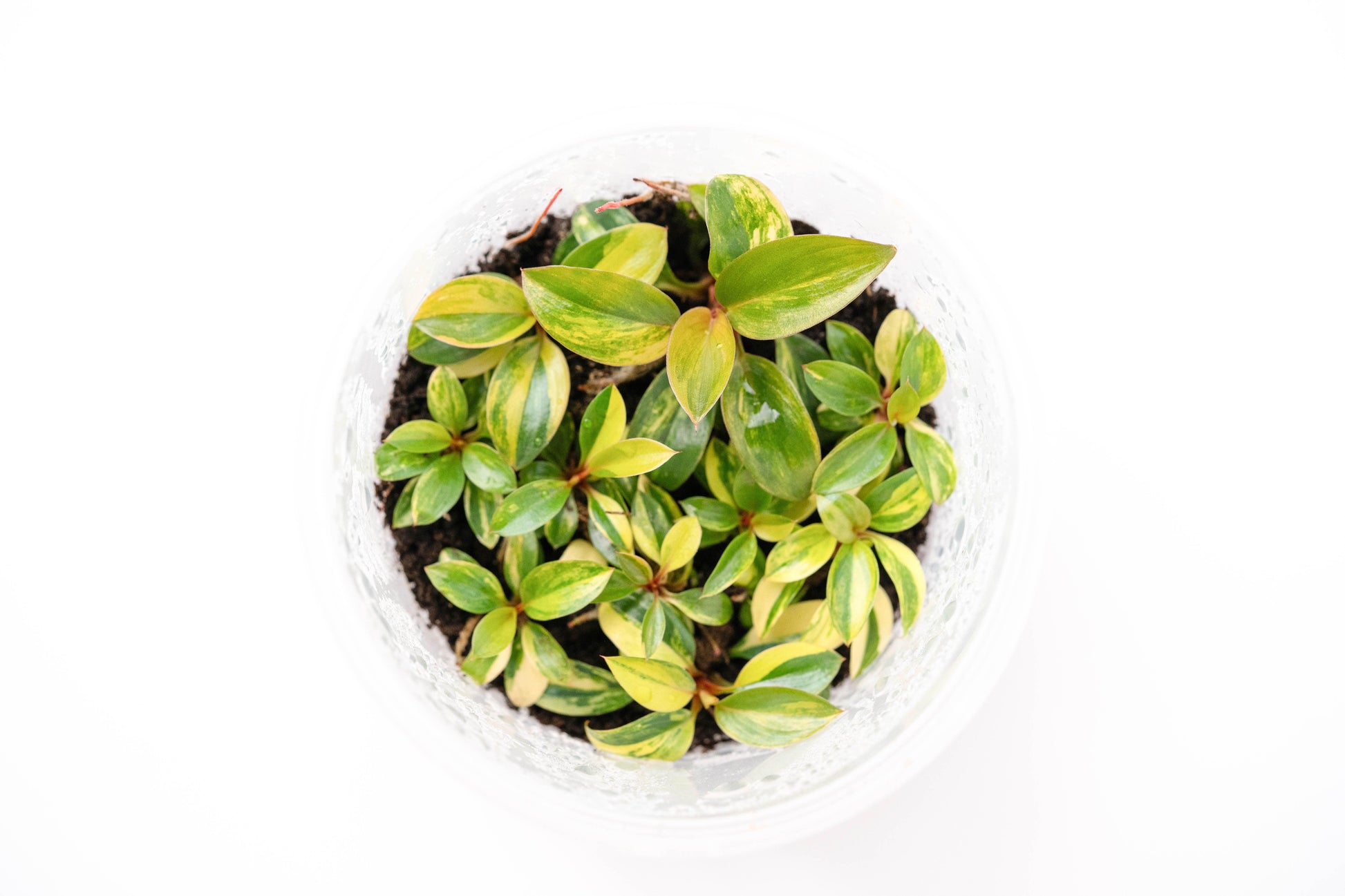 philodendron red congo variegated price Shop Variegated Philodendrion Red Congo Tissue Culture Plant