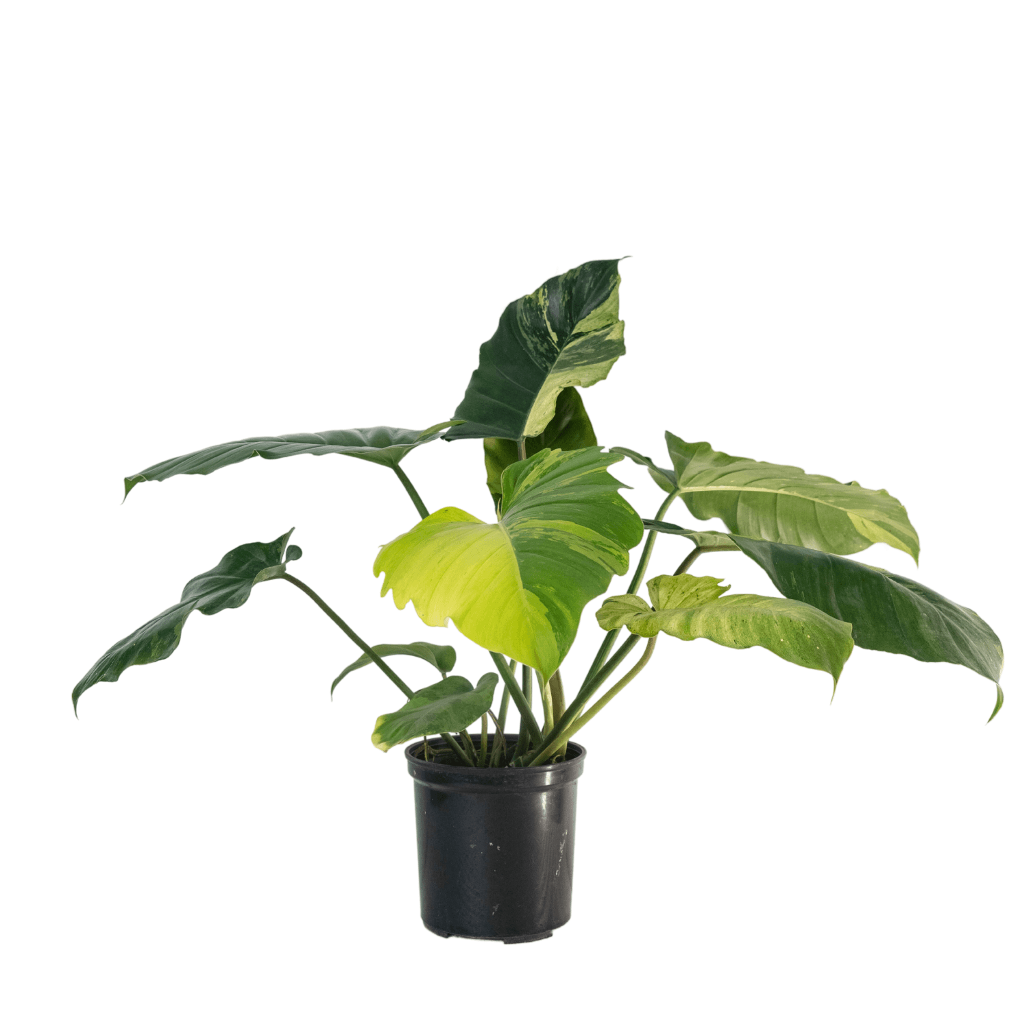 variegated jungle fever philodendron Shop Variegated Philodendron Jungle Fever Tissue Culture Plant