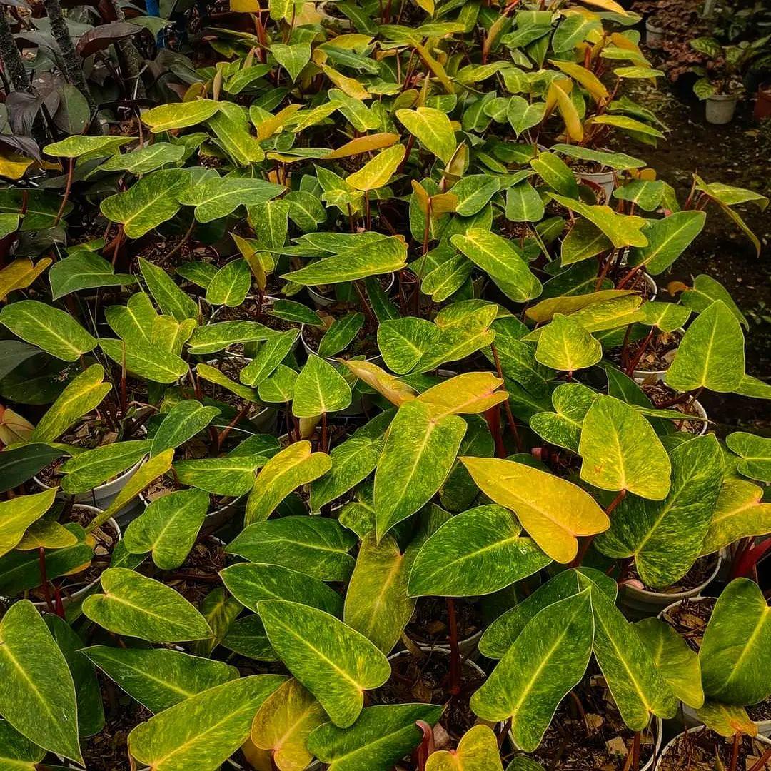 philodendron painted lady scientific name Shop Variegated Philodendron Painted Lady Tissue Culture Plant