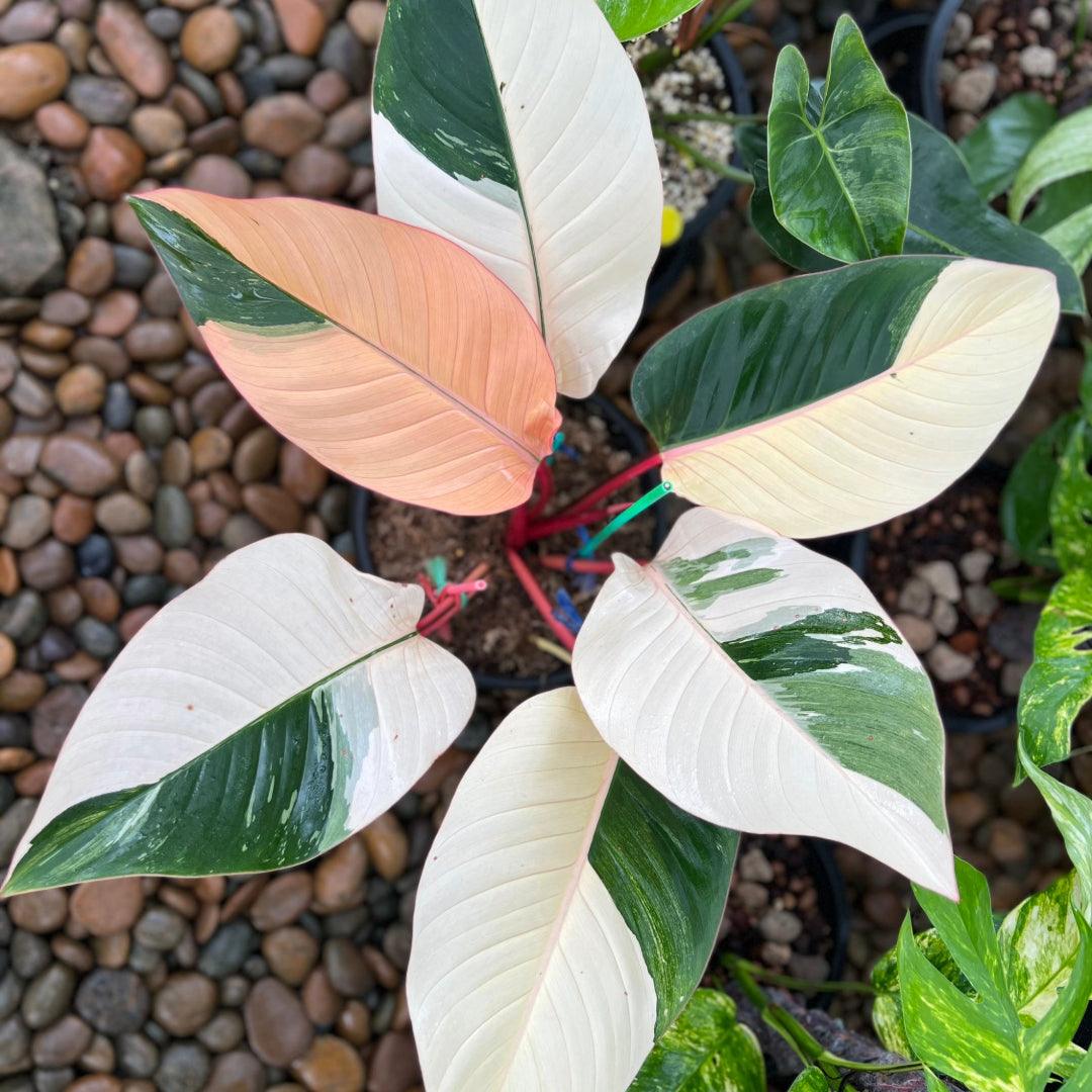 philodendron red congo variegated tissue culture Shop Variegated Philodendrion Red Congo Tissue Culture Plant
