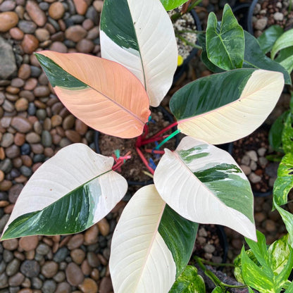 philodendron birkin with red congo variegated Shop Variegated Philodendrion Red Congo Tissue Culture Plant