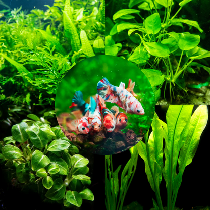 goldfish plants aquarium Plant Package for Female Betta Sorority Tank