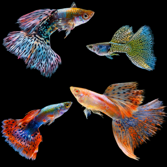 Premium Mixed Color Male Guppy Fish