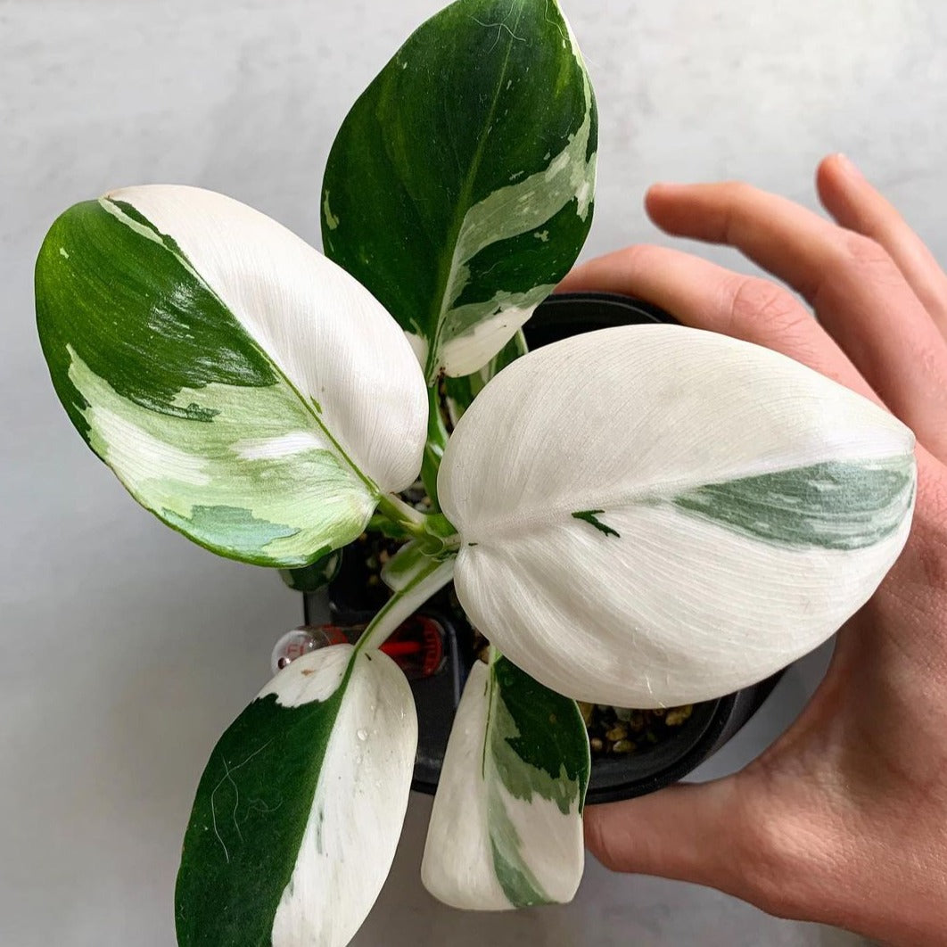 philodendron white wizard tissue culture Variegated Philodendron White Wizard Tissue Culture Plant