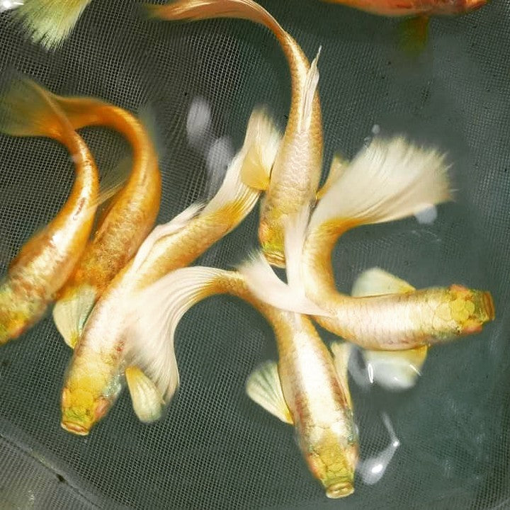 Full Gold Guppy Fish