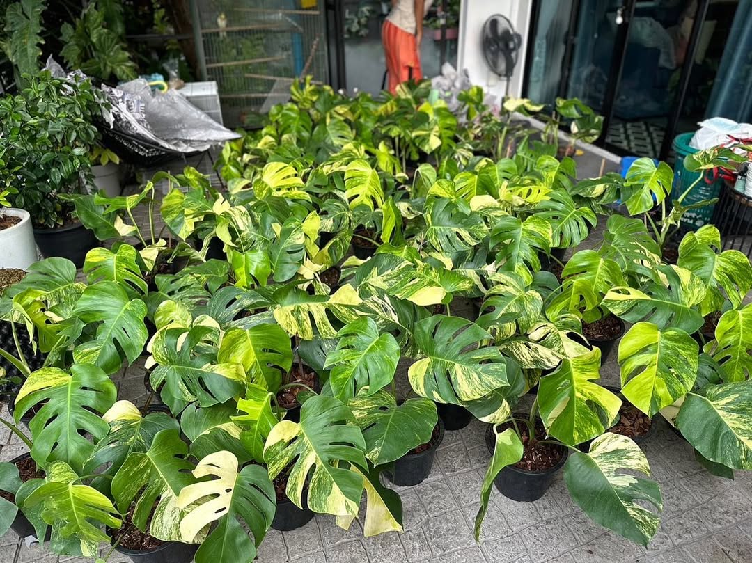 Shop Variegated Monstera Aurea Cutting Plant