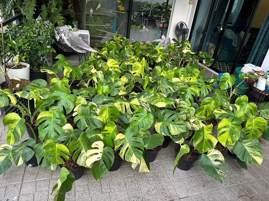 Shop Variegated Monstera Aurea Cutting Plant