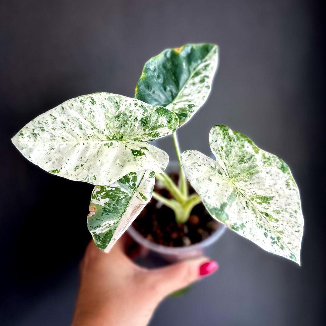 Shop Variegated Alocasia Odora Batik Tissue Culture Plant