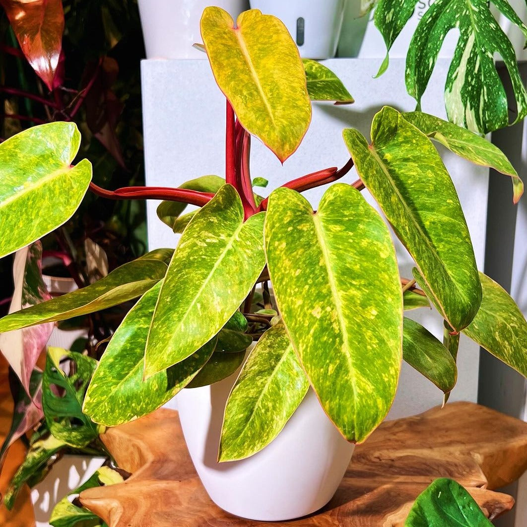 philodendron painted Shop Variegated Philodendron Painted Lady Tissue Culture Plant