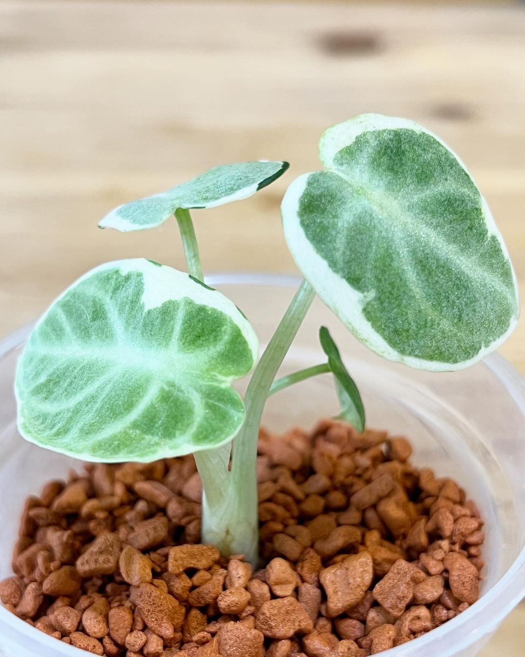 Shop Variegated Alocasia Ninja Tissue Culture Plant