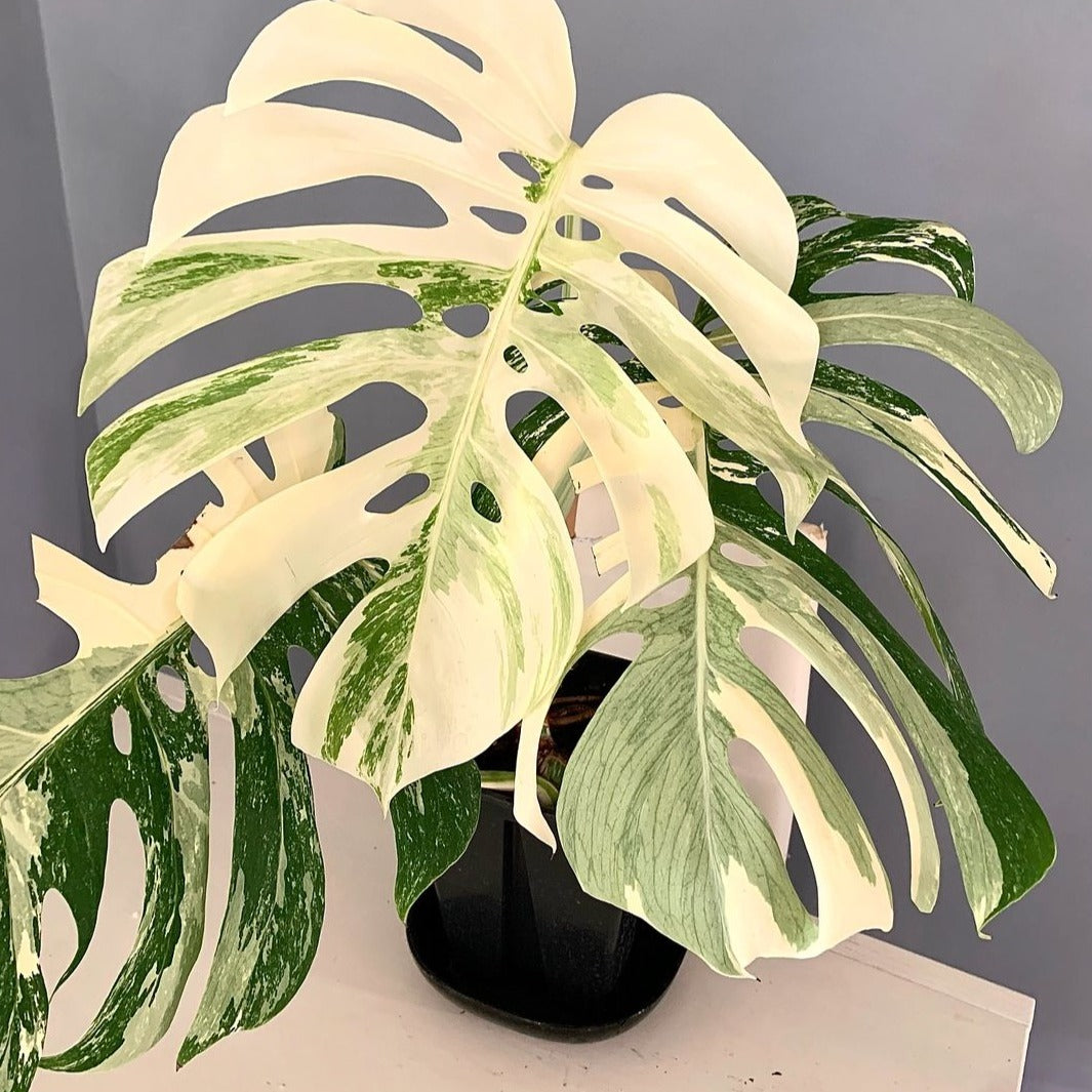 Shop Variegated Monstera AlboTissue Culture Plant