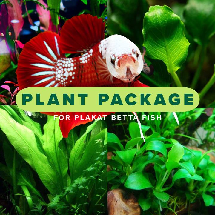 are plastic plants okay for betta fish Plant Package for Plakat Betta Fish Tank