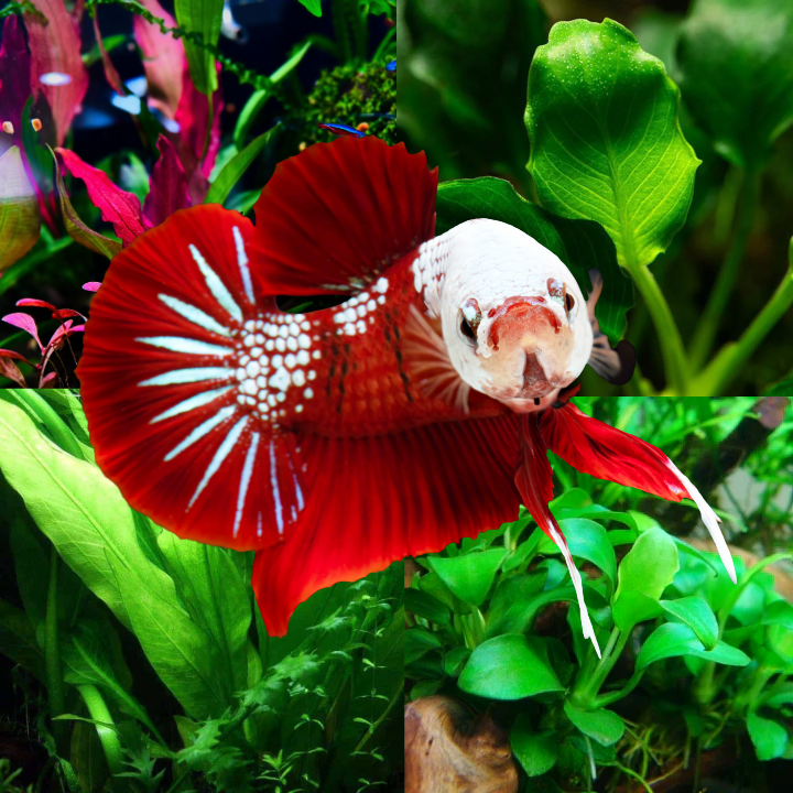 cheap betta fish accessories Plant Package for Plakat Betta Fish Tank