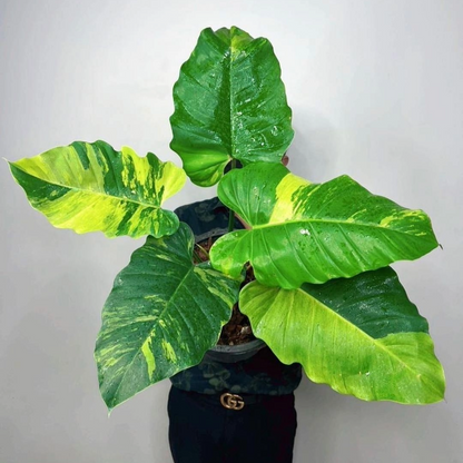 philodendron jungle fan Shop Variegated Philodendron Jungle Fever Tissue Culture Plant